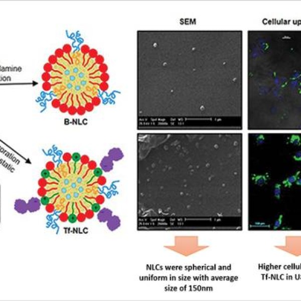 Brain Targeted Delivery of Rapamycin Using Transferrin Decorated Nanostructured Lipid Carriers